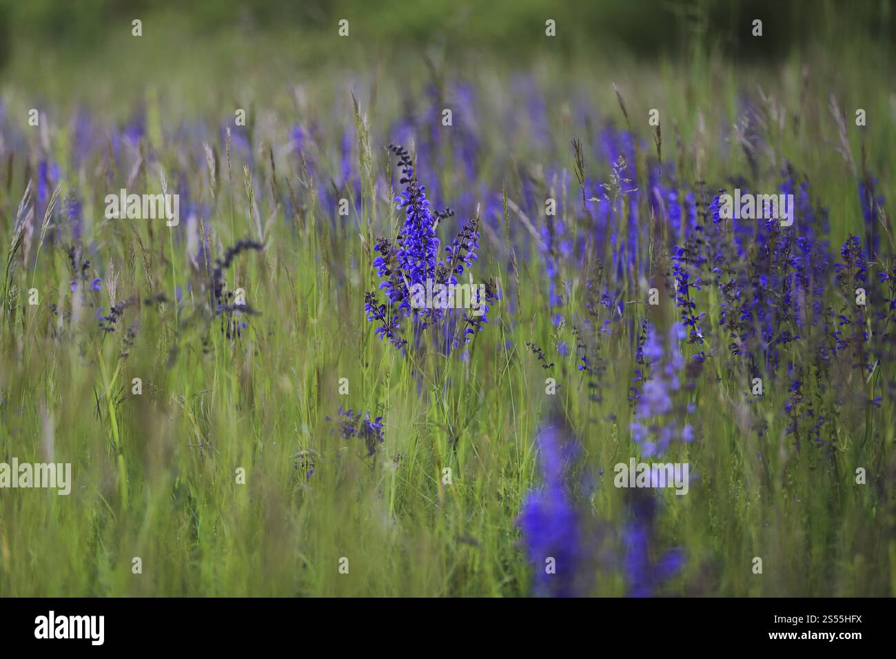 Wiesensalbei, Salvia pratensis, Wiesensalbei Stockfoto