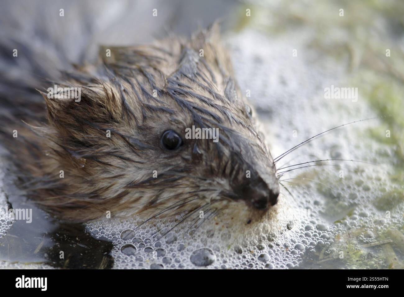 Muskrat Invasive Invasive tierarten -Fotos und -Bildmaterial in hoher Auflösung – Alamy