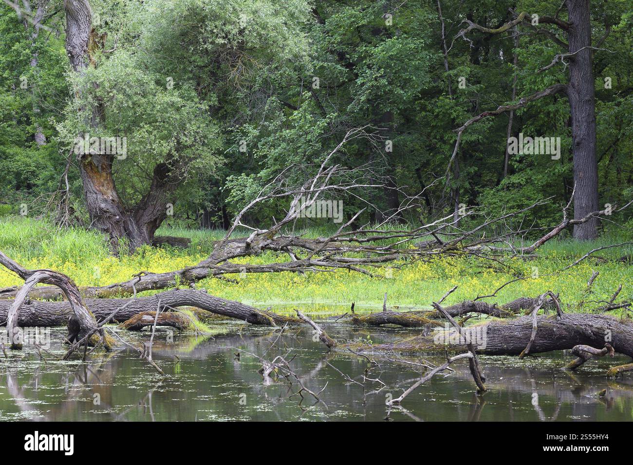 Altwasser, Donau-Auen Nationalpark, Marchegg, Österreich, Europa Stockfoto