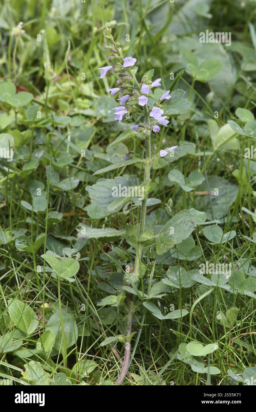 Calamintha nepeta, Clinopodium nepeta, Lesser Calamint Stockfoto