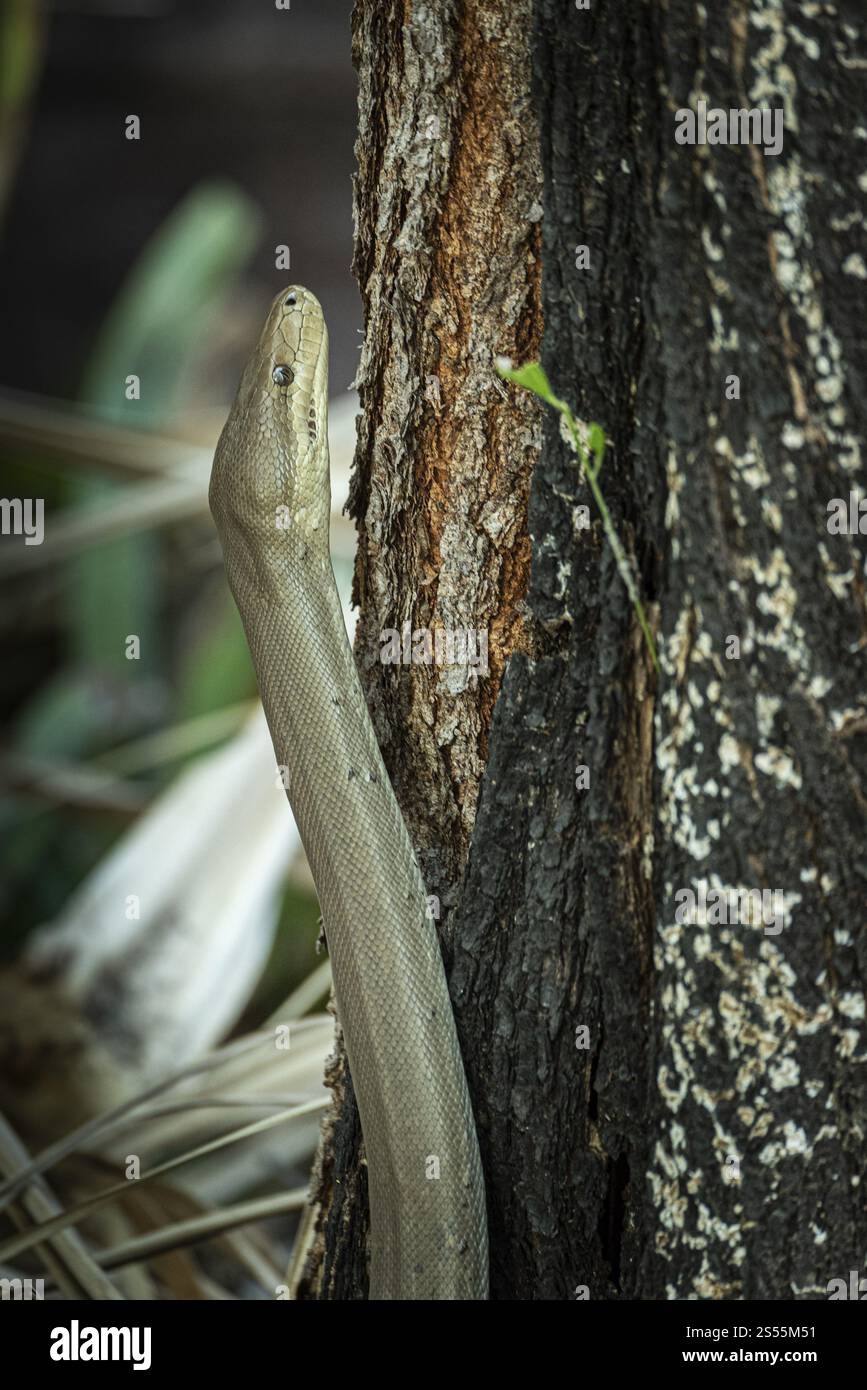Olivpython (Liasis olivaceus), auch bekannt als olivfarbene Python, Ubirr, Northern Territory, Australien, Ozeanien Stockfoto