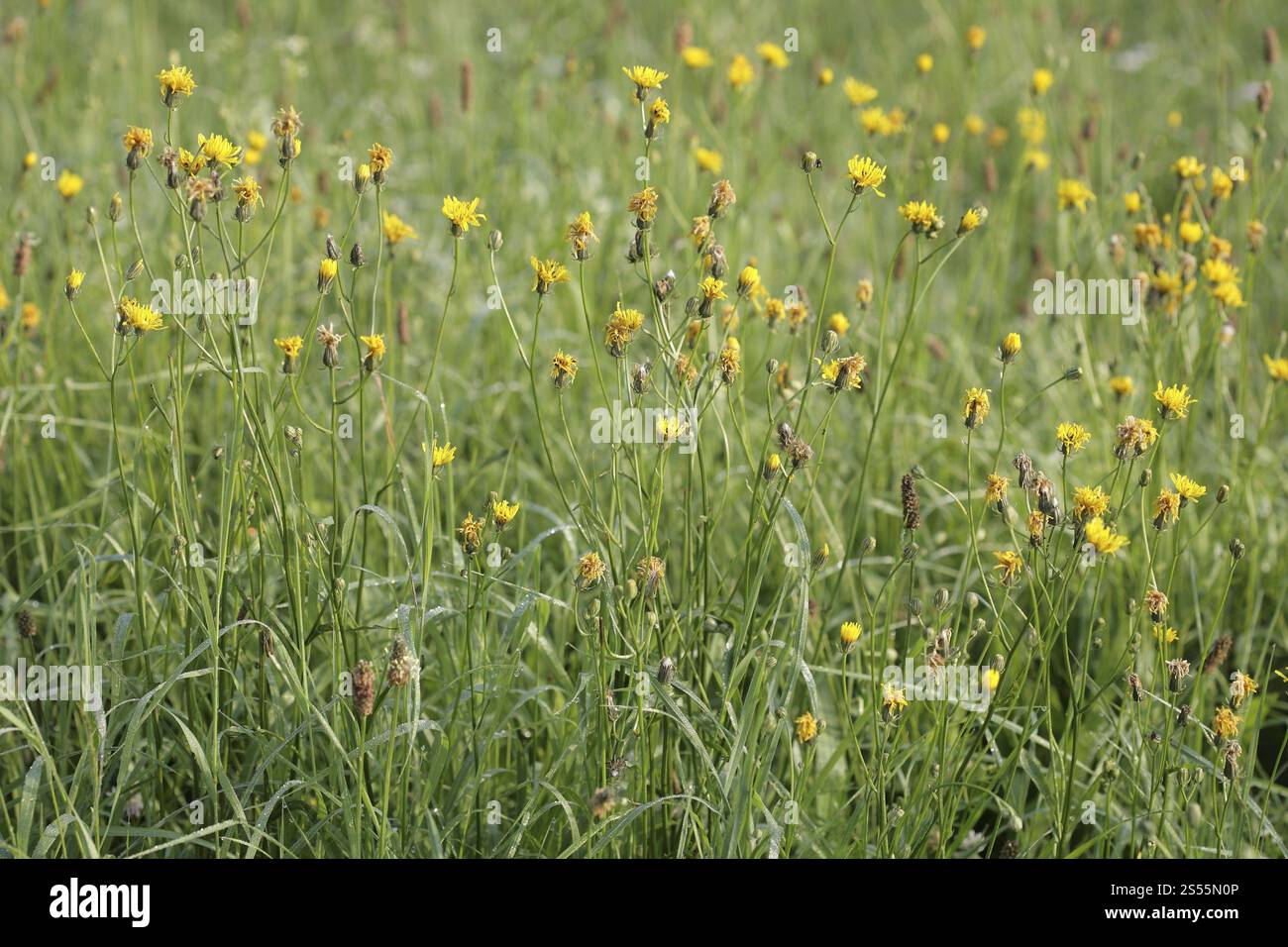 Wiese Pippau, Crepis biennis Stockfoto