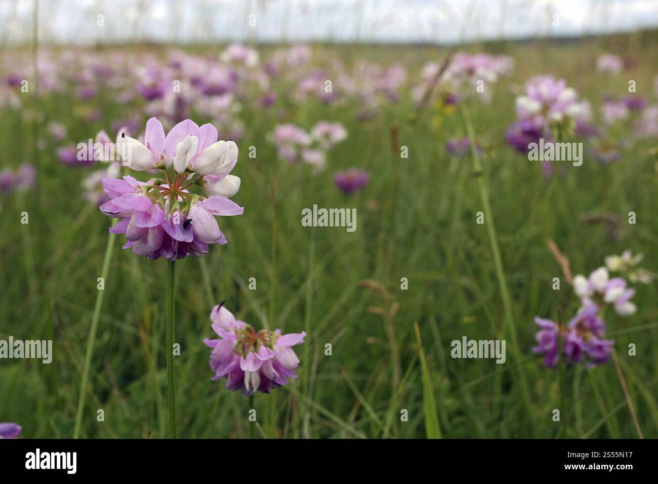 Coronilla varia, Securigera varia, Crown Vetch, Crown Vetch Stockfoto