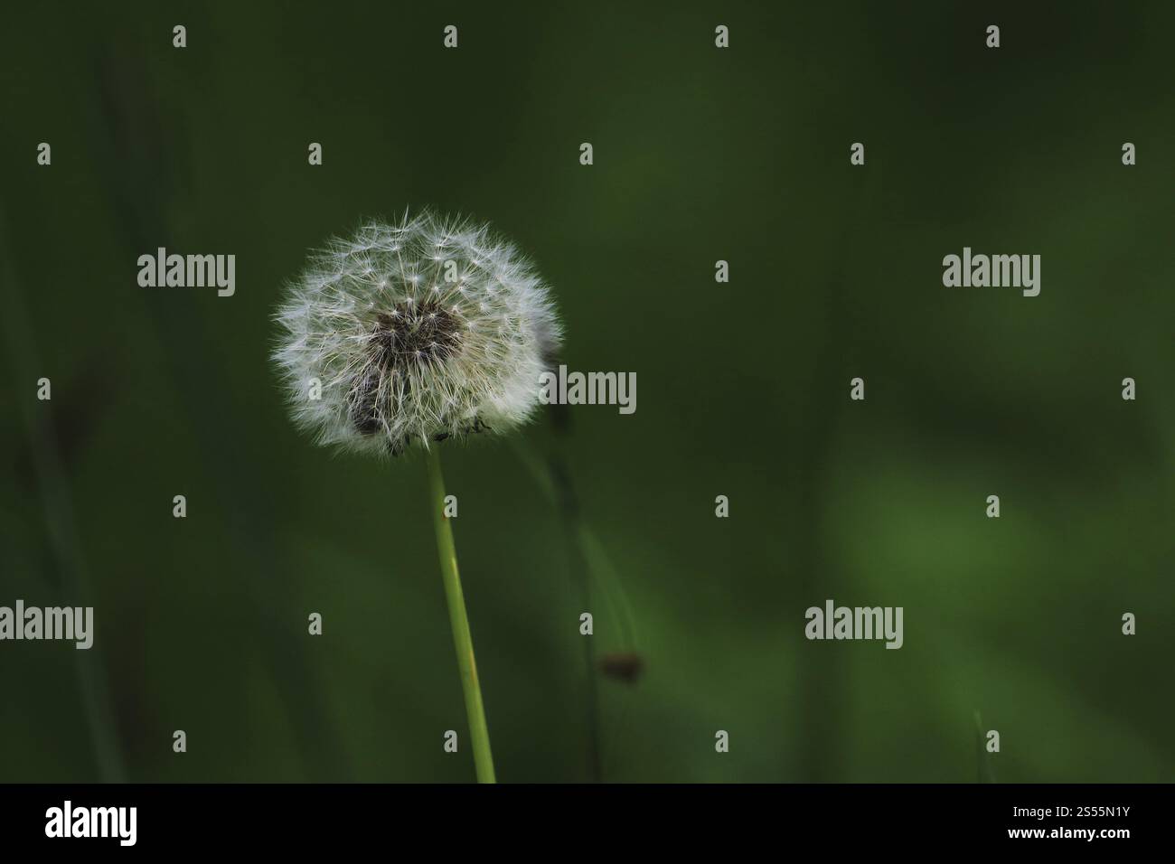 Loewenzahn-Samenkopf, Taraxacum officinale Stockfoto