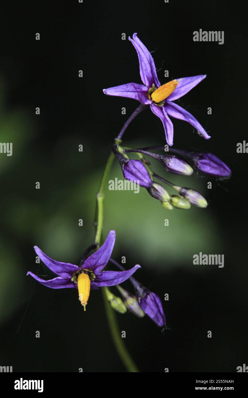 Bittersüßer Nachtschatten, Solanum dulcamara Stockfoto