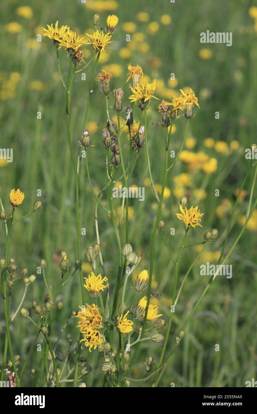 Wiese Pippau, Crepis biennis Stockfoto
