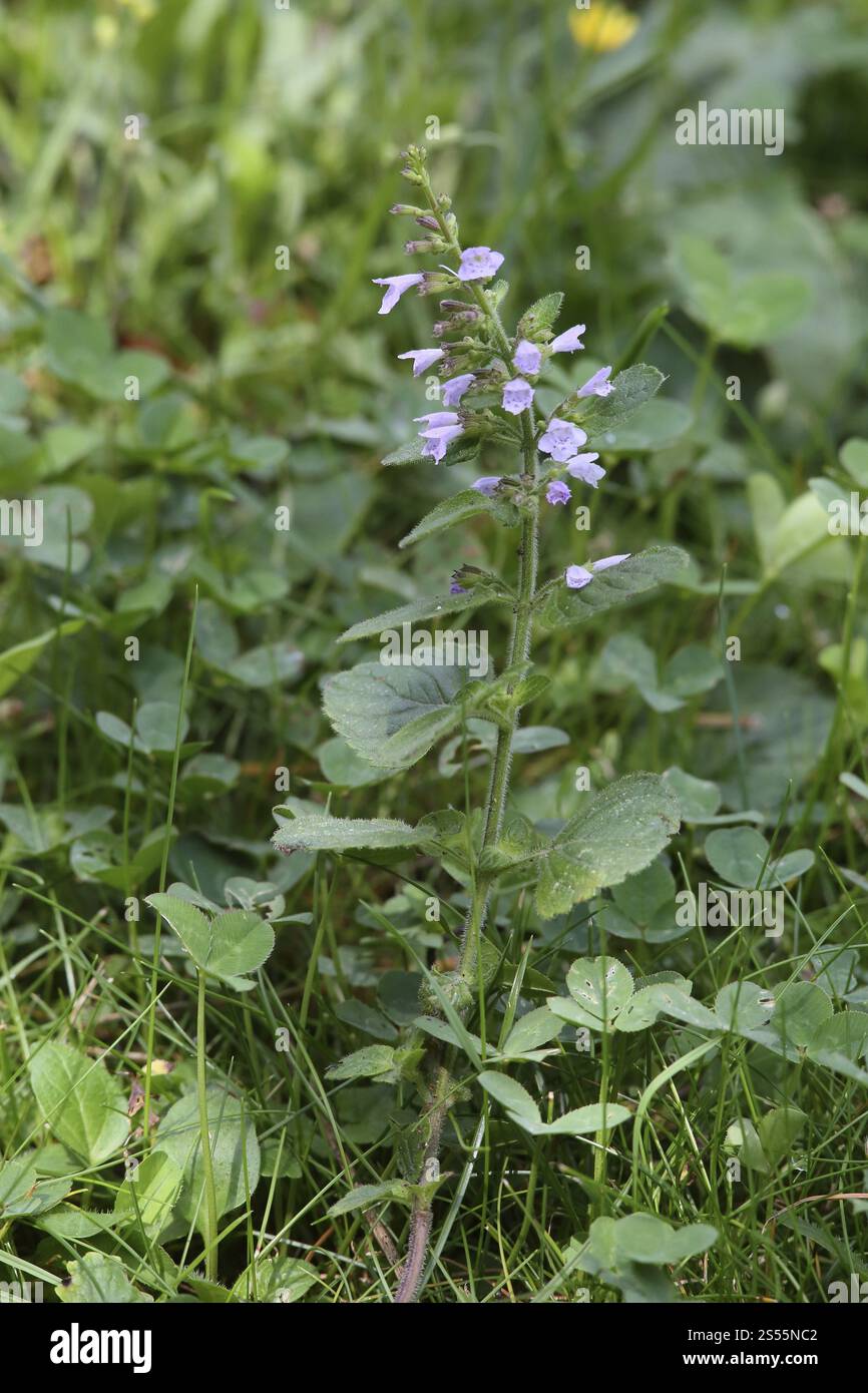 Calamintha nepeta, Lesser Calamint, Clinopodium nepeta Stockfoto