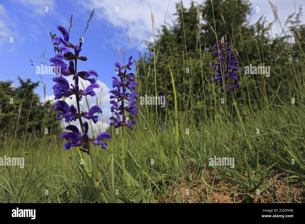 Wiesensalbei, Salvia pratensis, Wiesensalbei Stockfoto