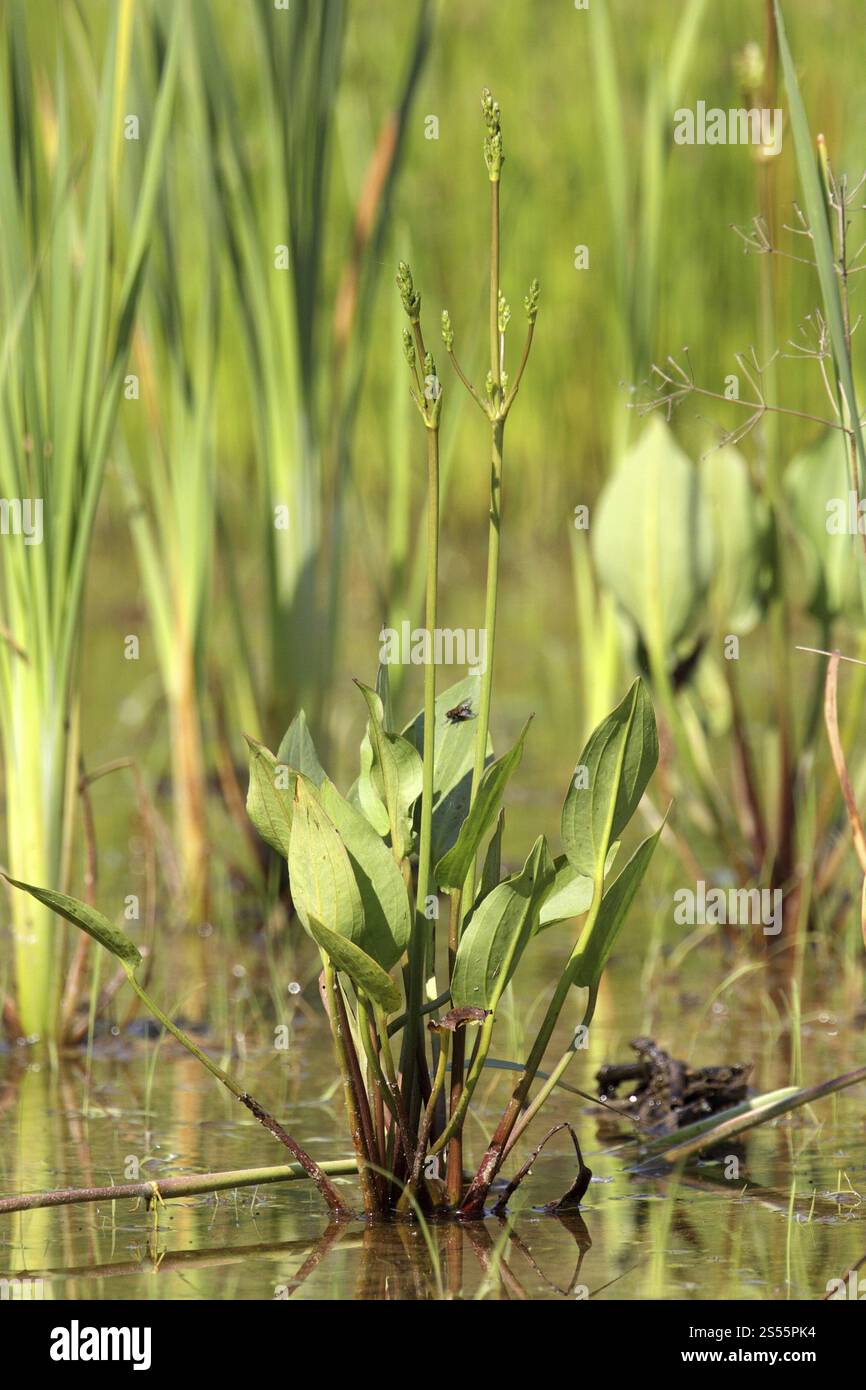 Froschlöffel, Alisma plantago-aquatica, Wasserbanane Stockfoto