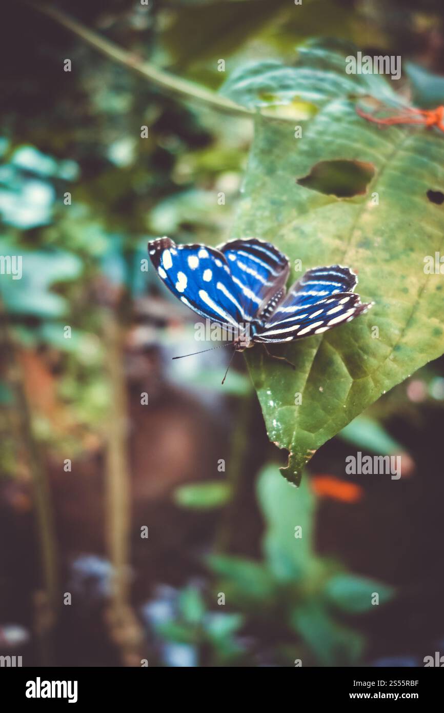 Tropischer blauer Flügel Schmetterling auf einem Blatt im Regenwald. Blauer tropischer Schmetterling auf einem Blatt Stockfoto