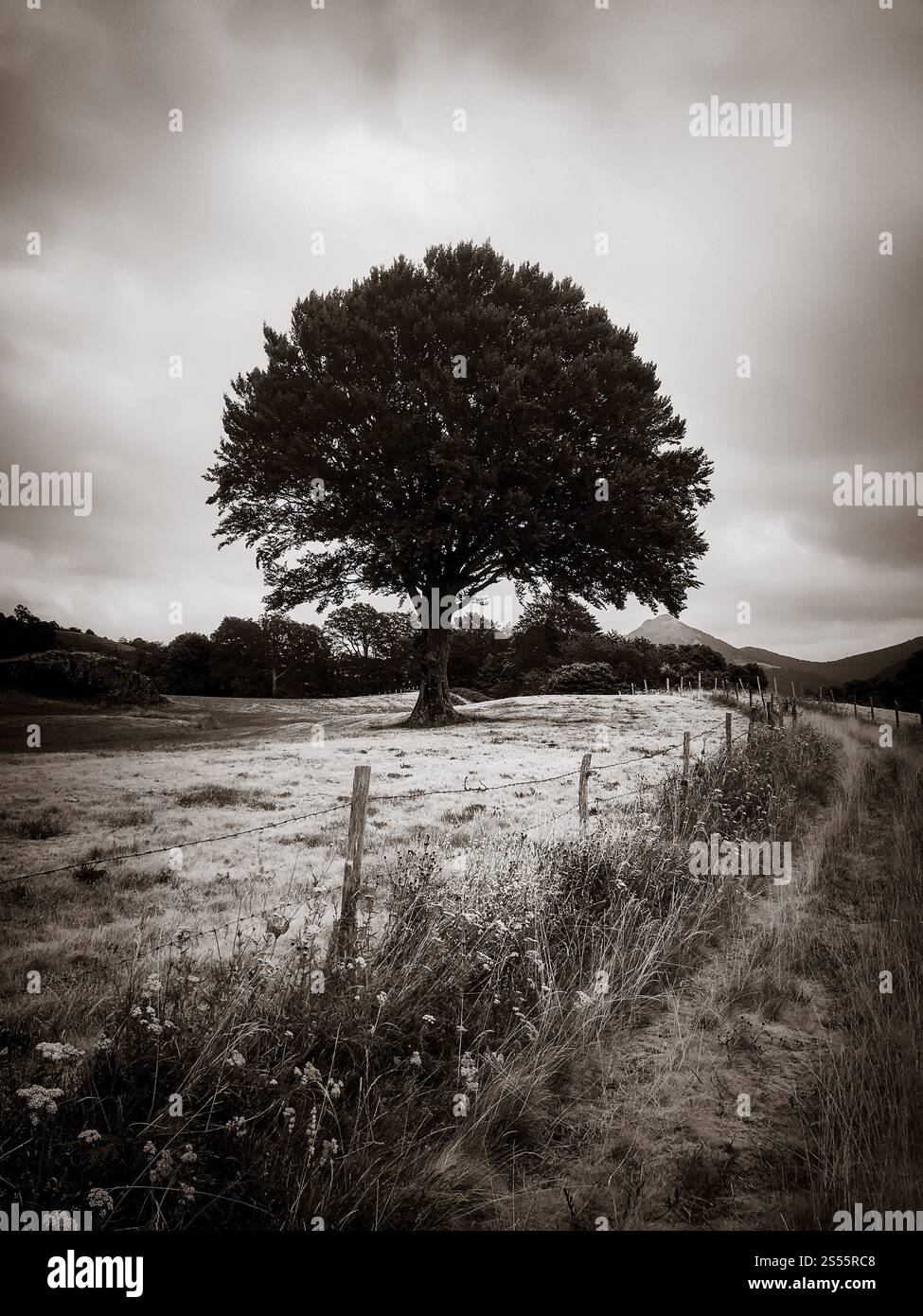 Ein einzelner Baum in einem Feld. Schwarzweiß-Fotografie. Ein Baum in einem Feld. Schwarzweißfoto Stockfoto