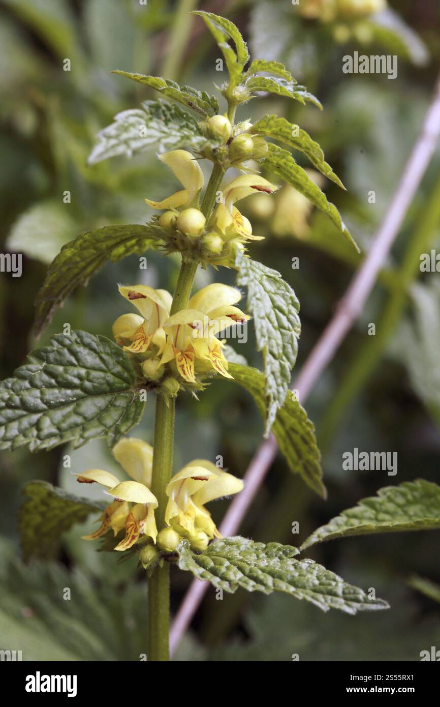 Goldene Brennnessel, Lamium Galeobdolon, gelber Erzengel Stockfoto