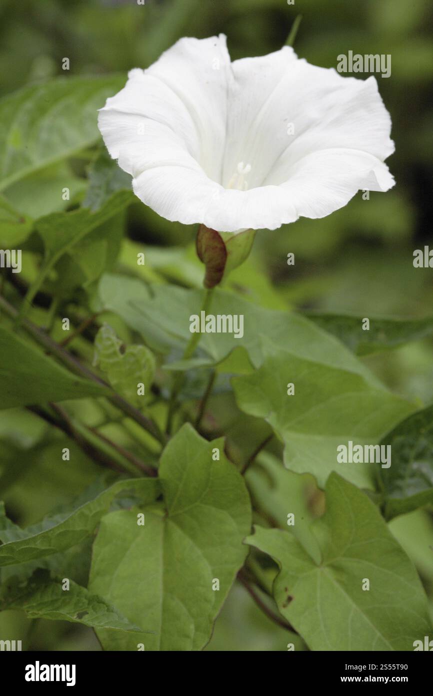 Zaunbindweed, Calystegia sepium Stockfoto