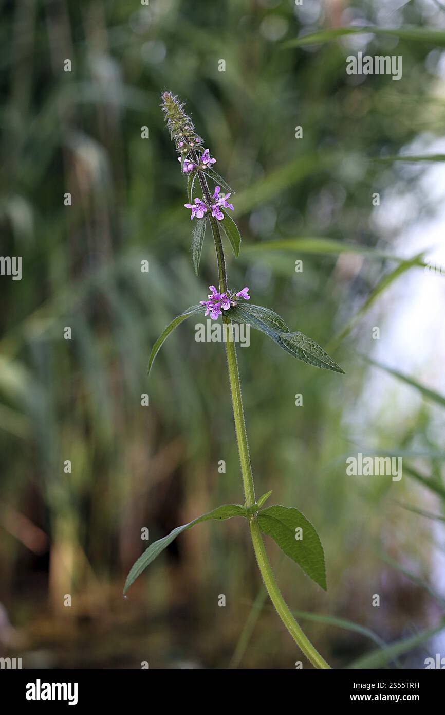 Niederwendischen Palustris, Marsh Hedgenettle Stockfoto