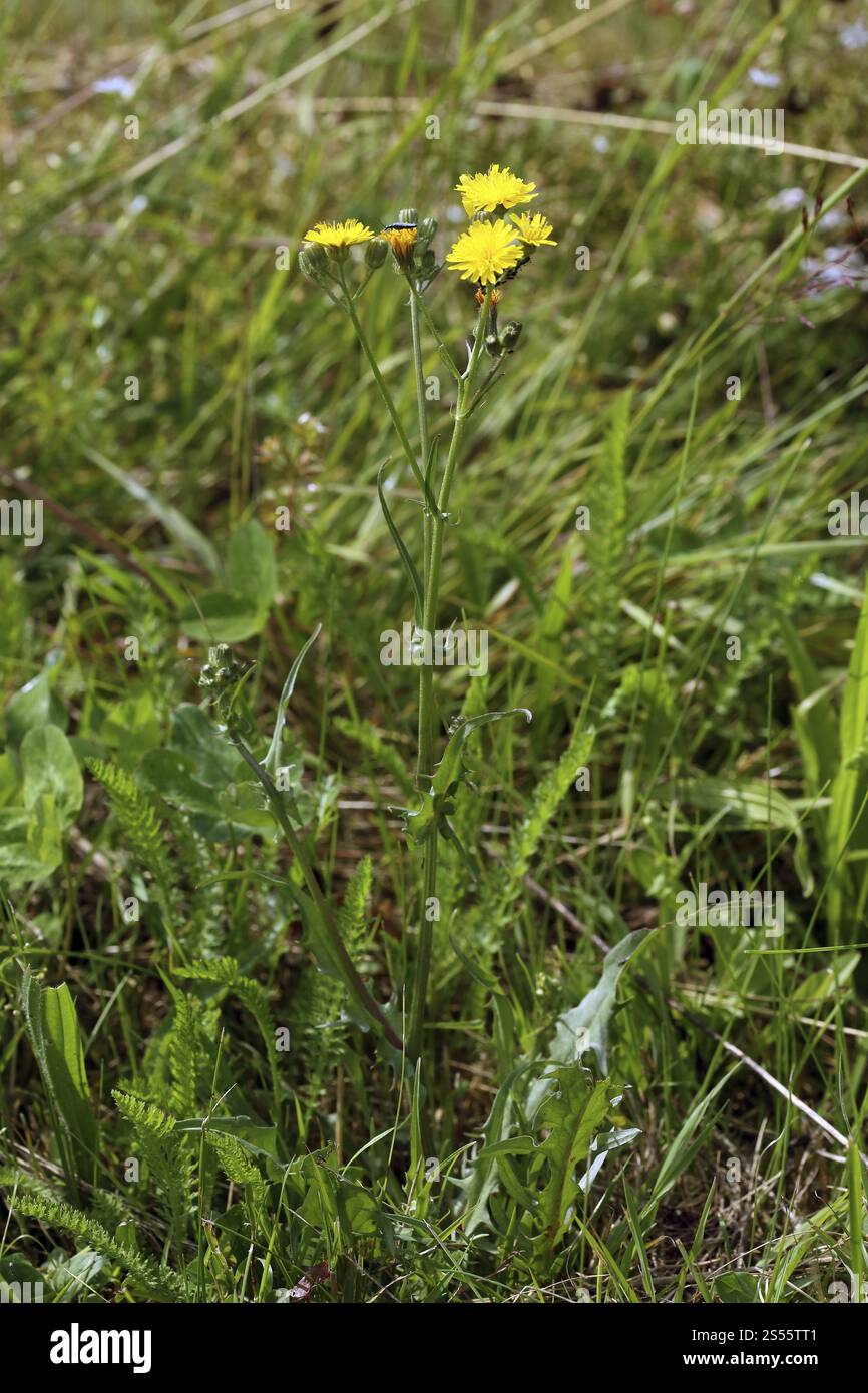 Crepis biennis, Meadow Pippau, rauer Hawksbart Stockfoto