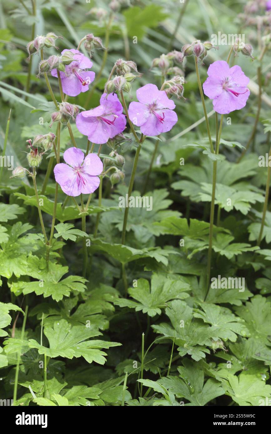 Balkankranesbill, Geranium macrorrhizum Stockfoto