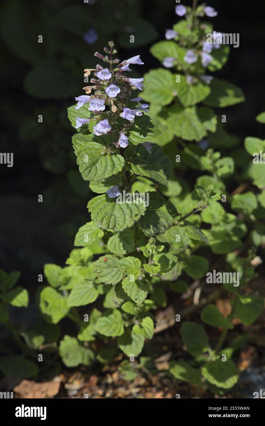 Calamintha nepeta, Clinopodium nepeta, Lesser Calamint Stockfoto