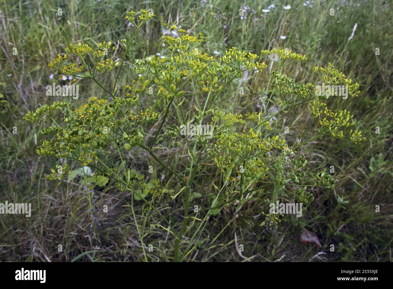 Pastinaca sativa, Pastinaken, Pastinaken Stockfoto