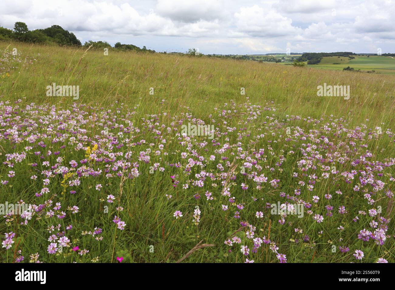 Kronenwecke auf der Schwäbischen Alb, Coronilla varia Stockfoto