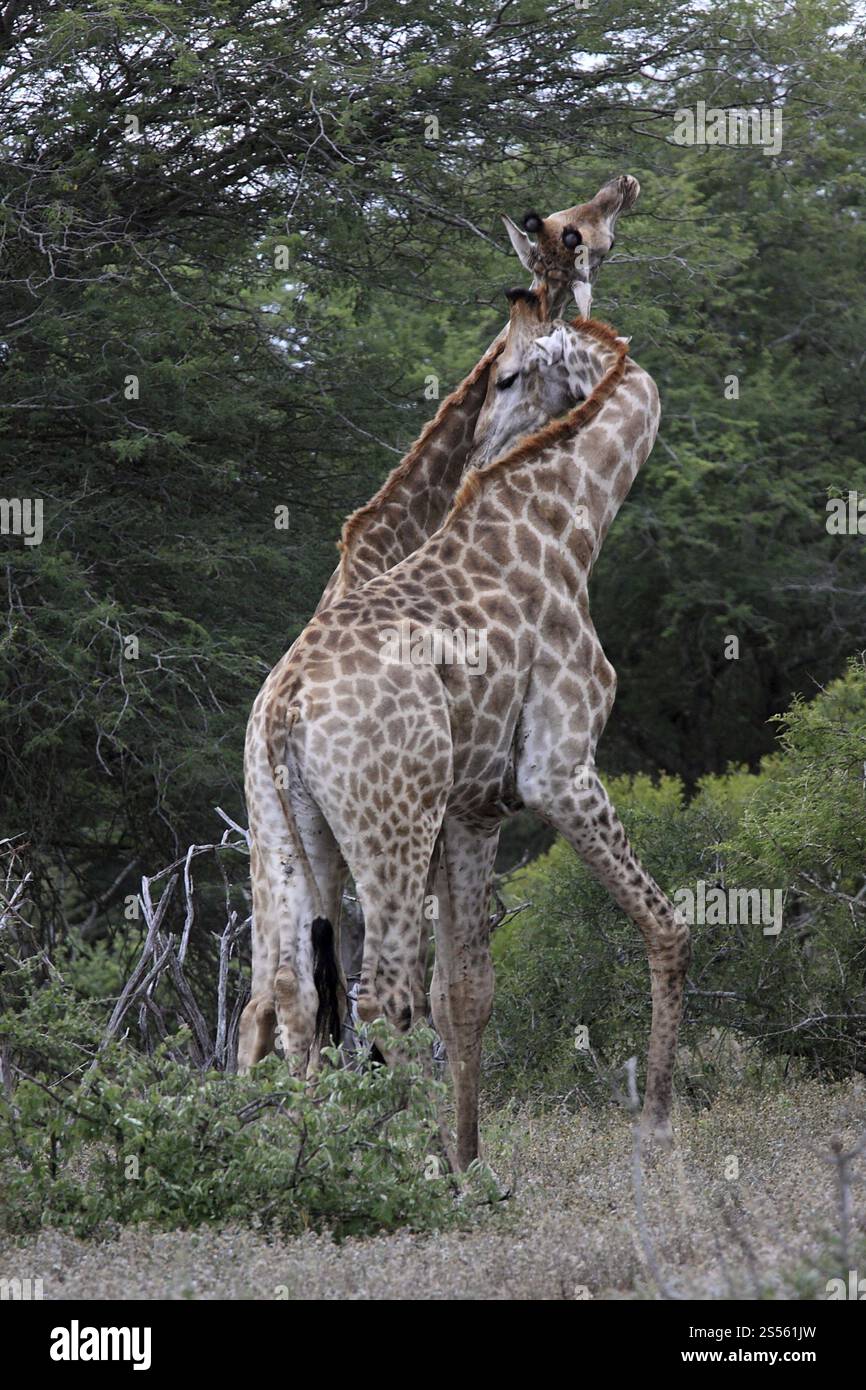 Giraffe, Paarung, Paarung Stockfoto