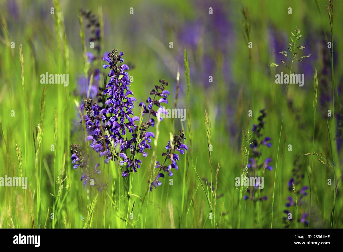 Wiesensalbei, Salvia pratensis, Wiesensalbei Stockfoto