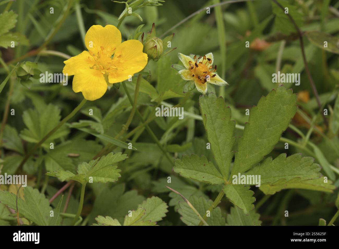 Kriechendes Cinquefoil, Potentilla Reptans, kriechendes Cinquefoil Stockfoto Kriechendes Cinquefoil, Potentilla Reptans, kriechendes Cinquefoil Stockfoto
