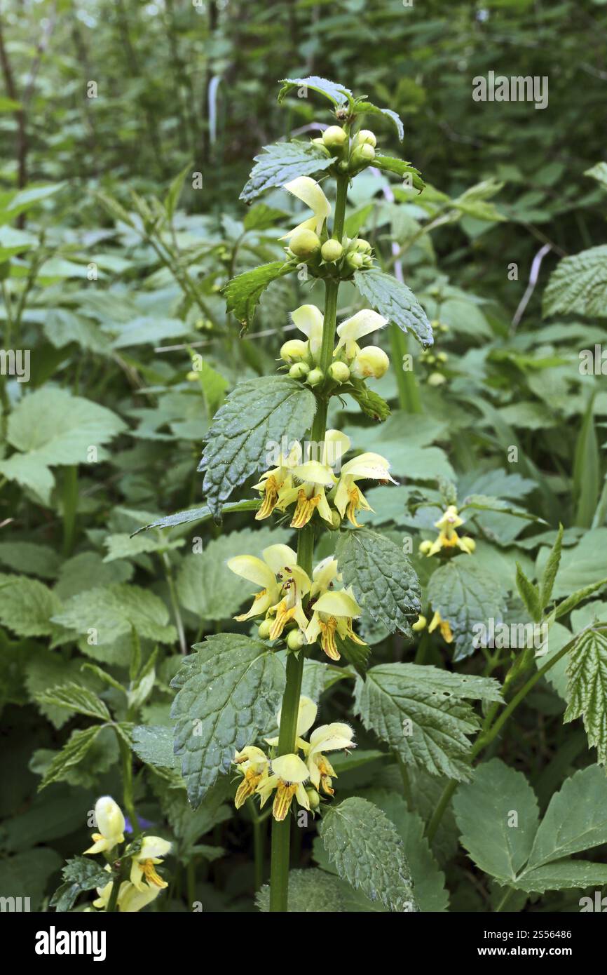 Goldene Brennnessel, Lamium Galeobdolon, gelber Erzengel Stockfoto