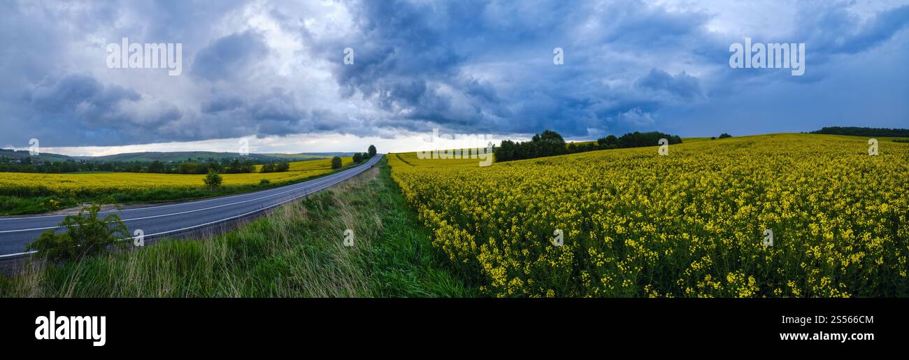 Frühlingsgelb blühende Rapsfelder, regionale Straße, bewölkter Regenhimmel vor dem Gewitter und Panorama grüner Hügel. Natürliche Jahreszeit, Wetter, Stockfoto