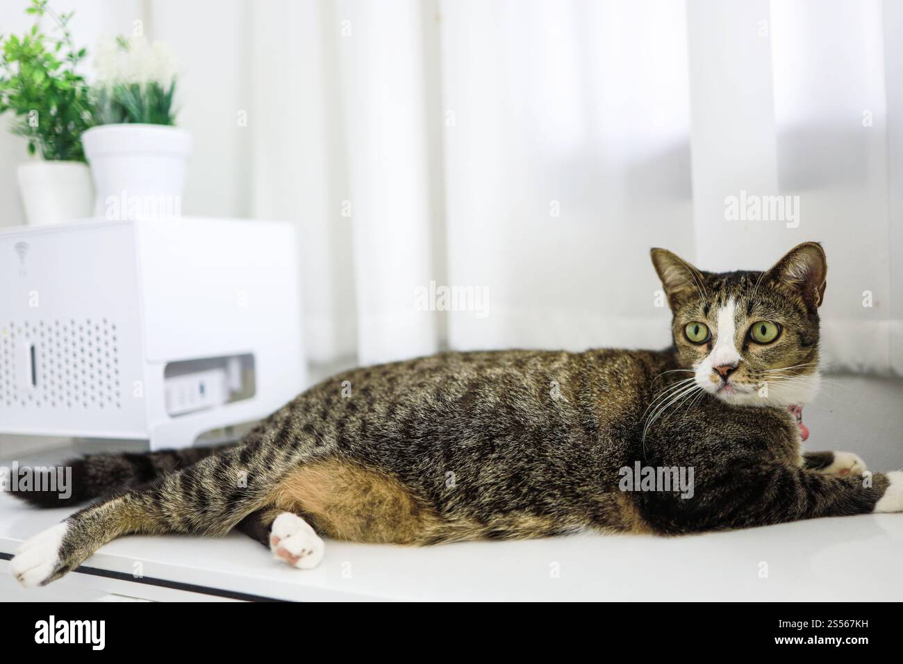 Glückliche Tabbykatze wunderschöner komfortabler Aufenthalt mit Katze im Zimmer. Katzenaugen Schauen Stockfoto