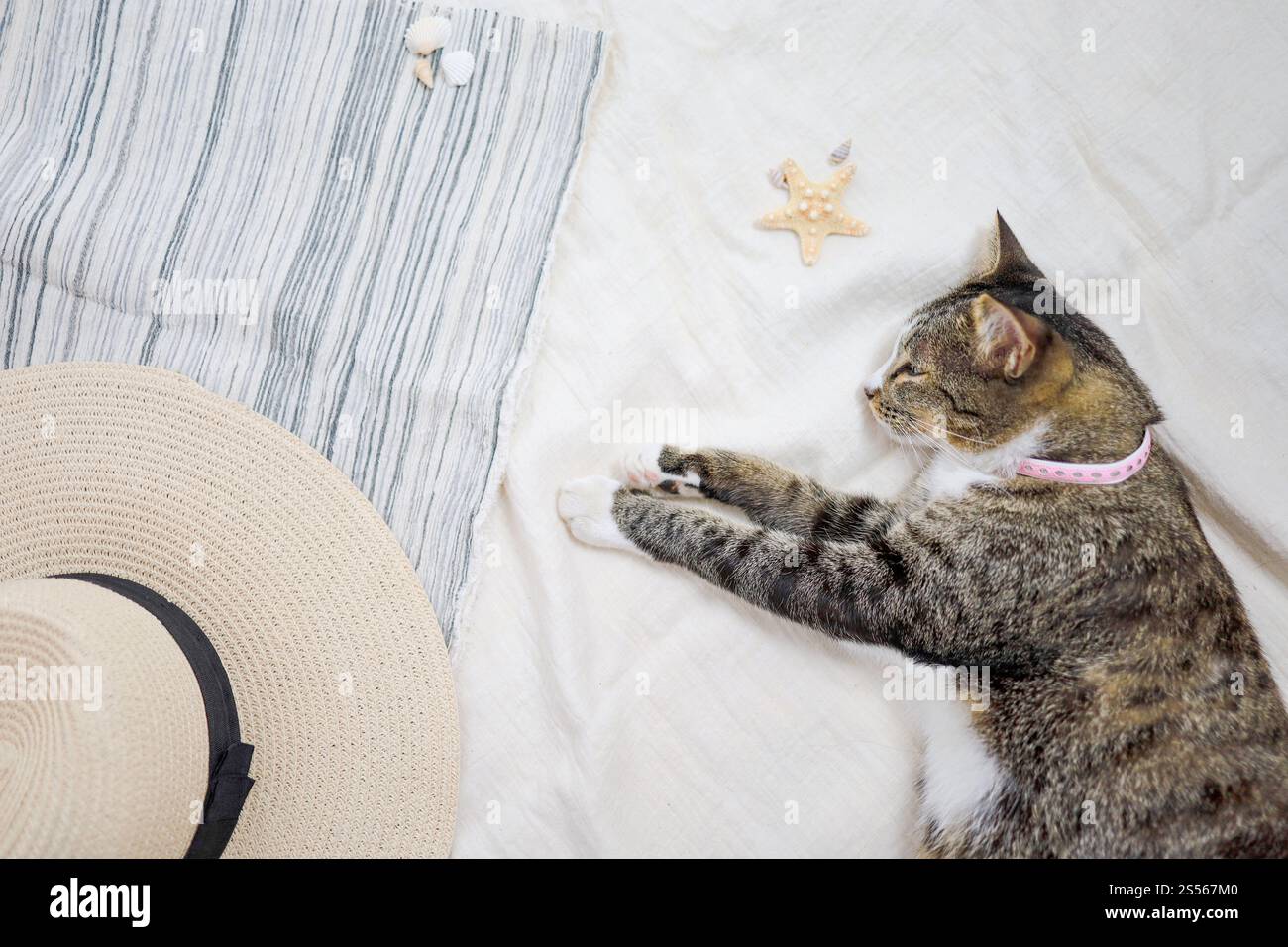 Katze, die sich am Strand erholt Sommerurlaub und Reisekonzept Hintergrund Strand im Sommer Kopierraum Stockfoto