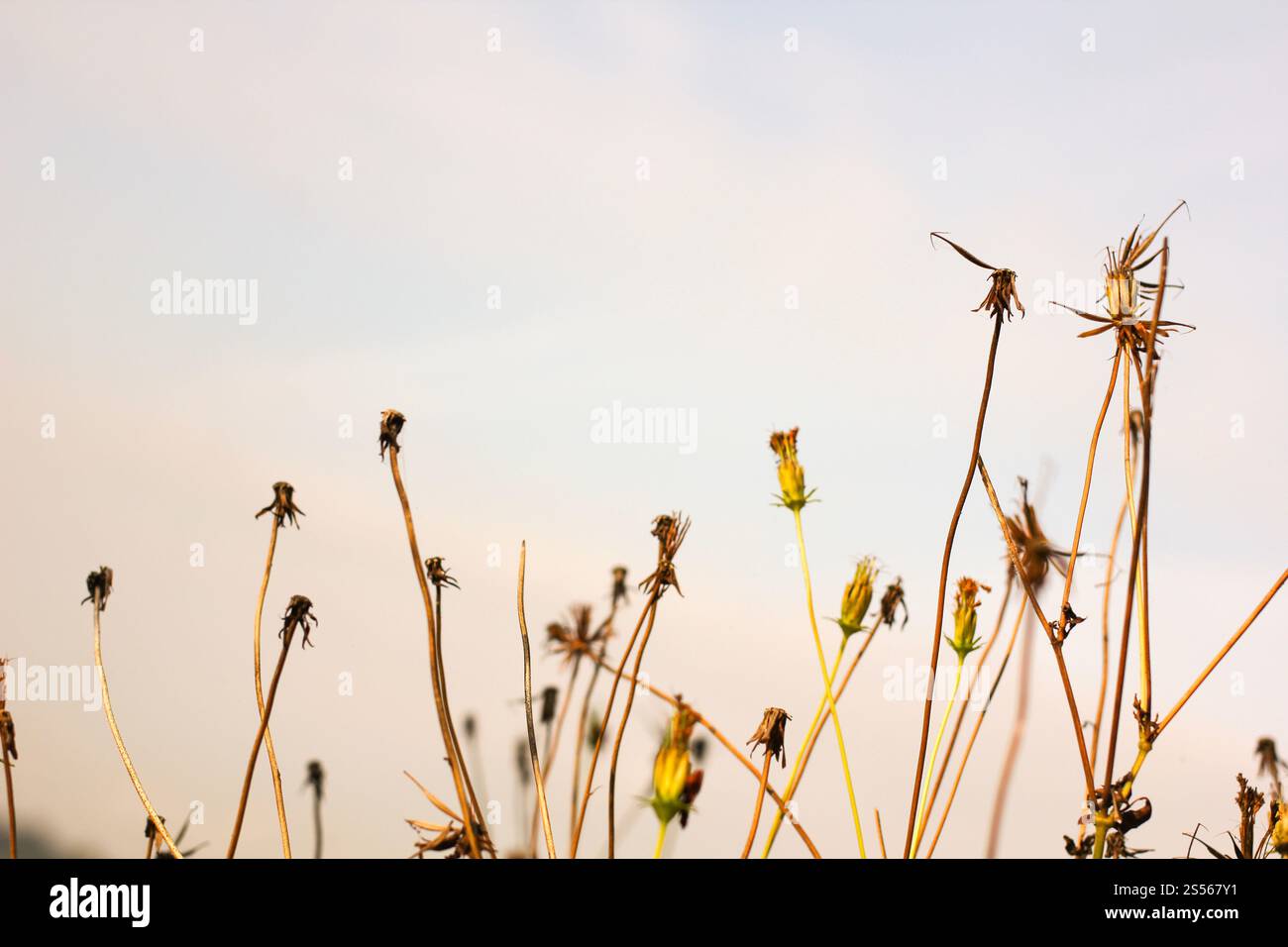 Gelber Cosmos Blumengarten Stockfoto