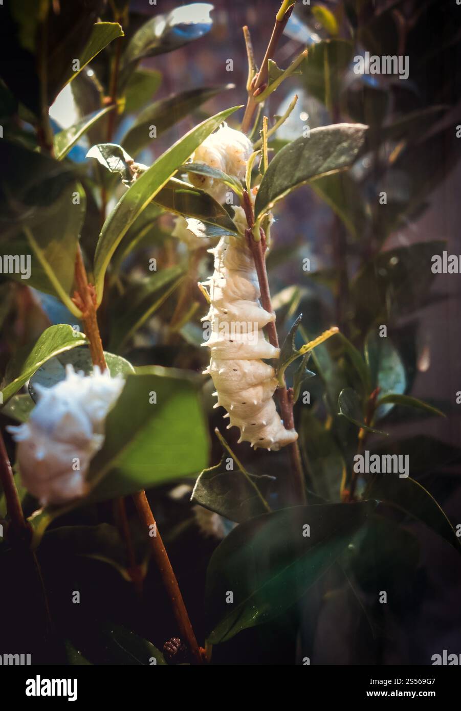 Weißer tropischer Schmetterling raupe auf einem Baumzweig. Makrofotografie. Weiße schmetterlingsraupe auf einem Baumzweig Stockfoto
