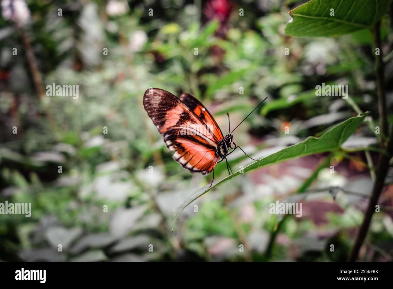 Tropischer Monarchschmetterling auf einem Blatt im Regenwald. Orange Dione Juno. Orangefarbener tropischer Schmetterling auf einem Blatt Stockfoto