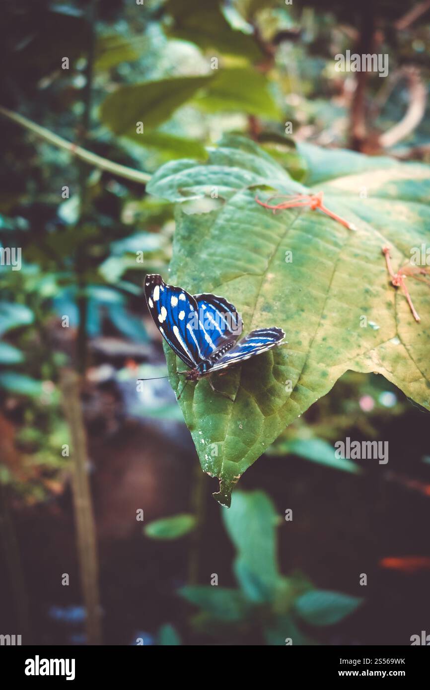 Tropischer blauer Flügel Schmetterling auf einem Blatt im Regenwald. Blauer tropischer Schmetterling auf einem Blatt Stockfoto