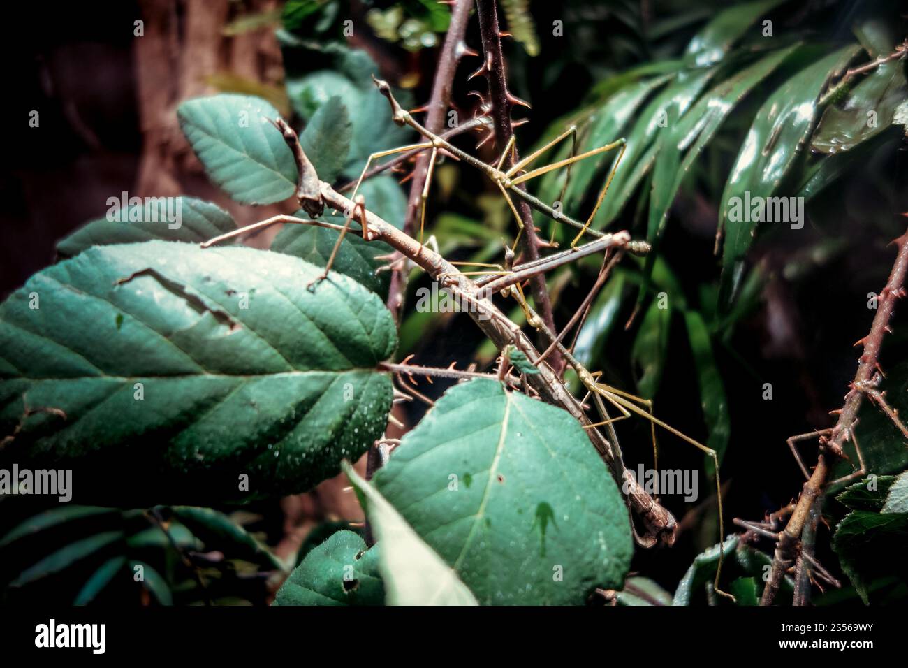 Stabinsekte - Phasmatodea - auf einem Baumzweig im tropischen Wald. Stabinsekte - Phasmatodea - im tropischen Wald Stockfoto