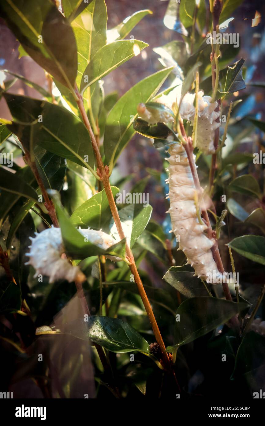Weißer tropischer Schmetterling raupe auf einem Baumzweig. Makrofotografie. Weiße schmetterlingsraupe auf einem Baumzweig Stockfoto