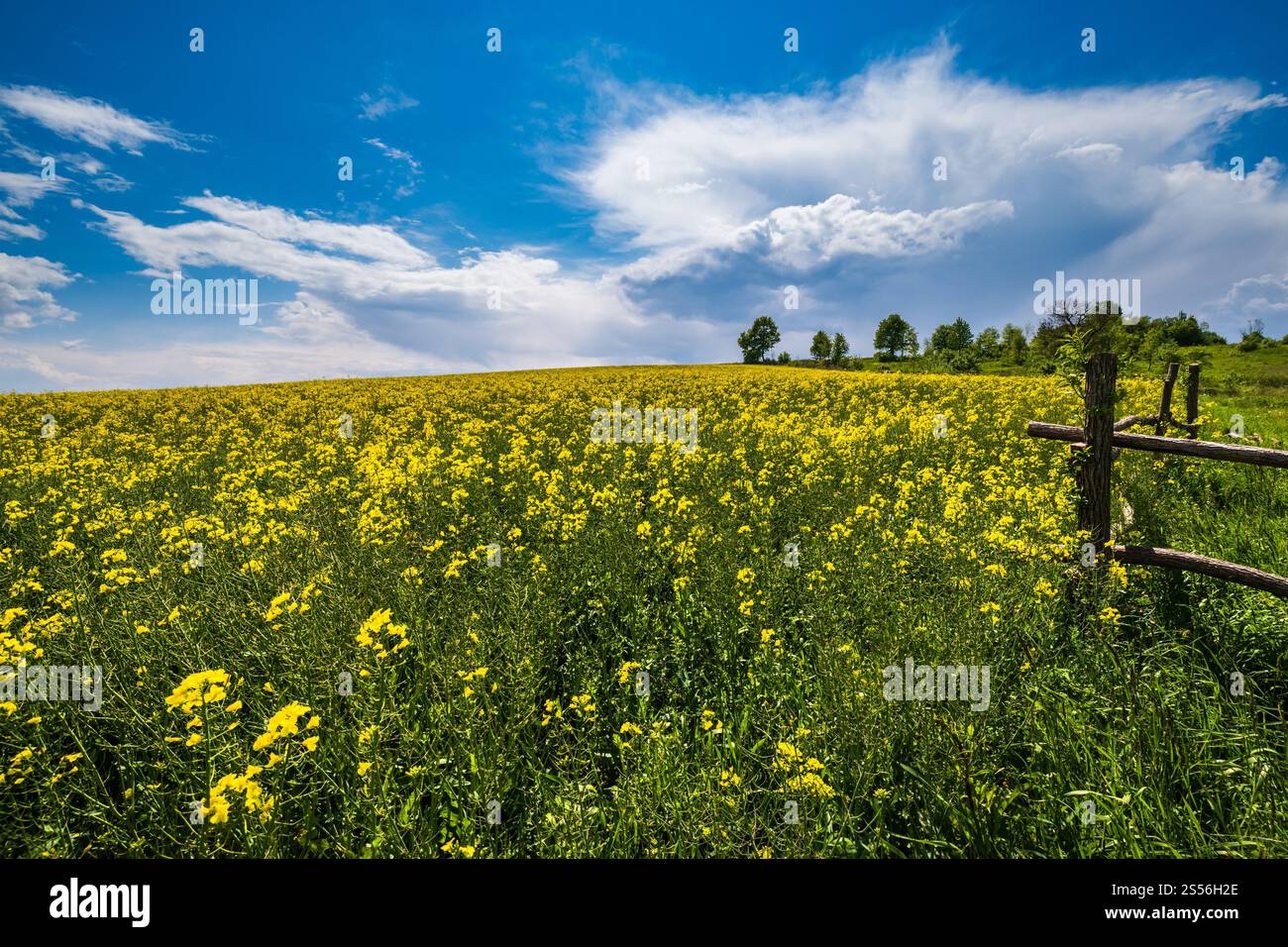 Frühlingsrapssaat gelb blühende Felder, blauer Himmel mit Wolken und Sonnenschein. Natürliche Saison, gutes Wetter, Klima, Öko, Landwirtschaft, auf dem Land Stockfoto