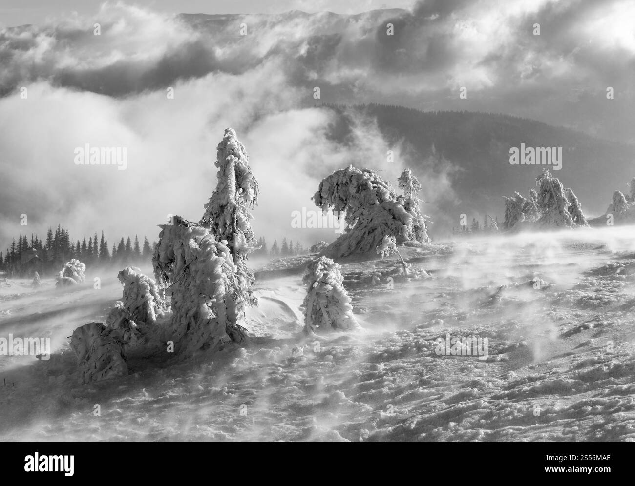 Graustufen. Geneigte eisige verschneite Tannen auf dem morgendlichen Winterhügel bei bewölktem nebligen Wetter. Stockfoto