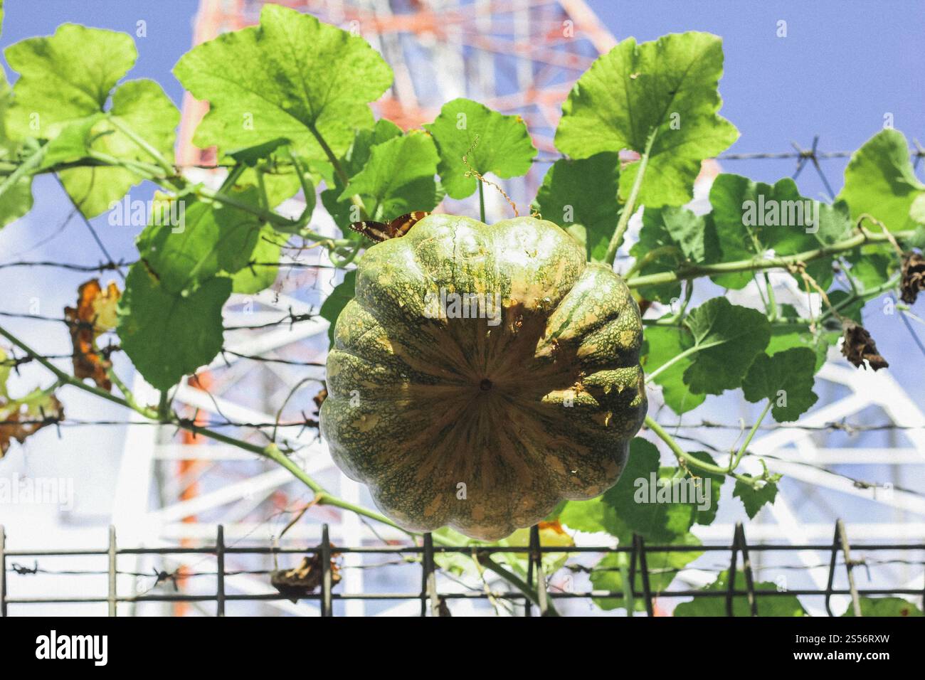 Junge grüne Kürbisfrucht auf dem Baum Stockfoto