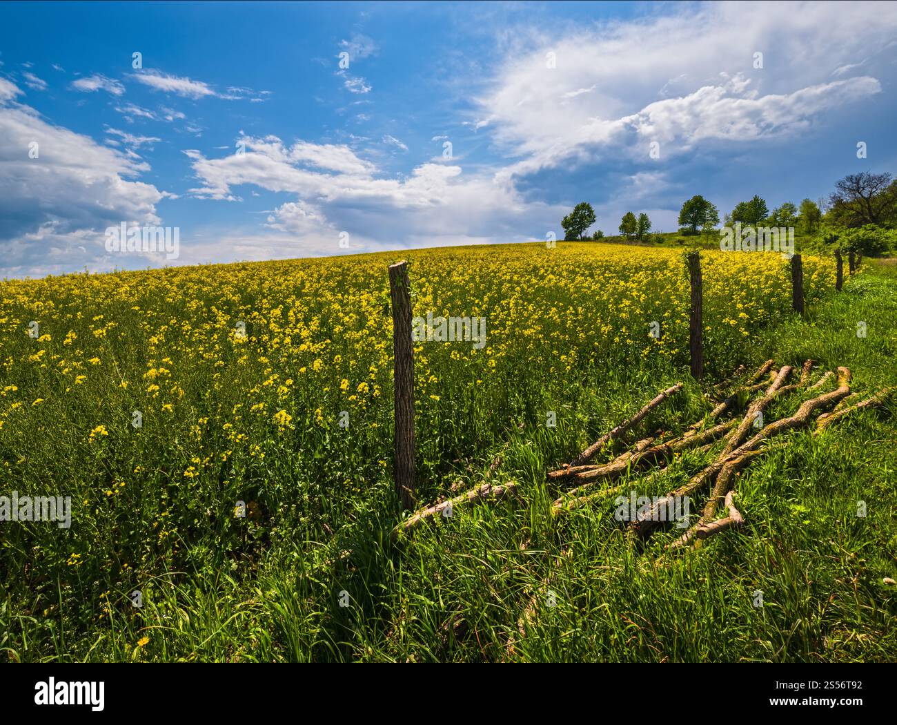 Frühlingsrapssaat gelb blühende Felder, blauer Himmel mit Wolken und Sonnenschein. Natürliche Saison, gutes Wetter, Klima, Öko, Landwirtschaft, auf dem Land Stockfoto