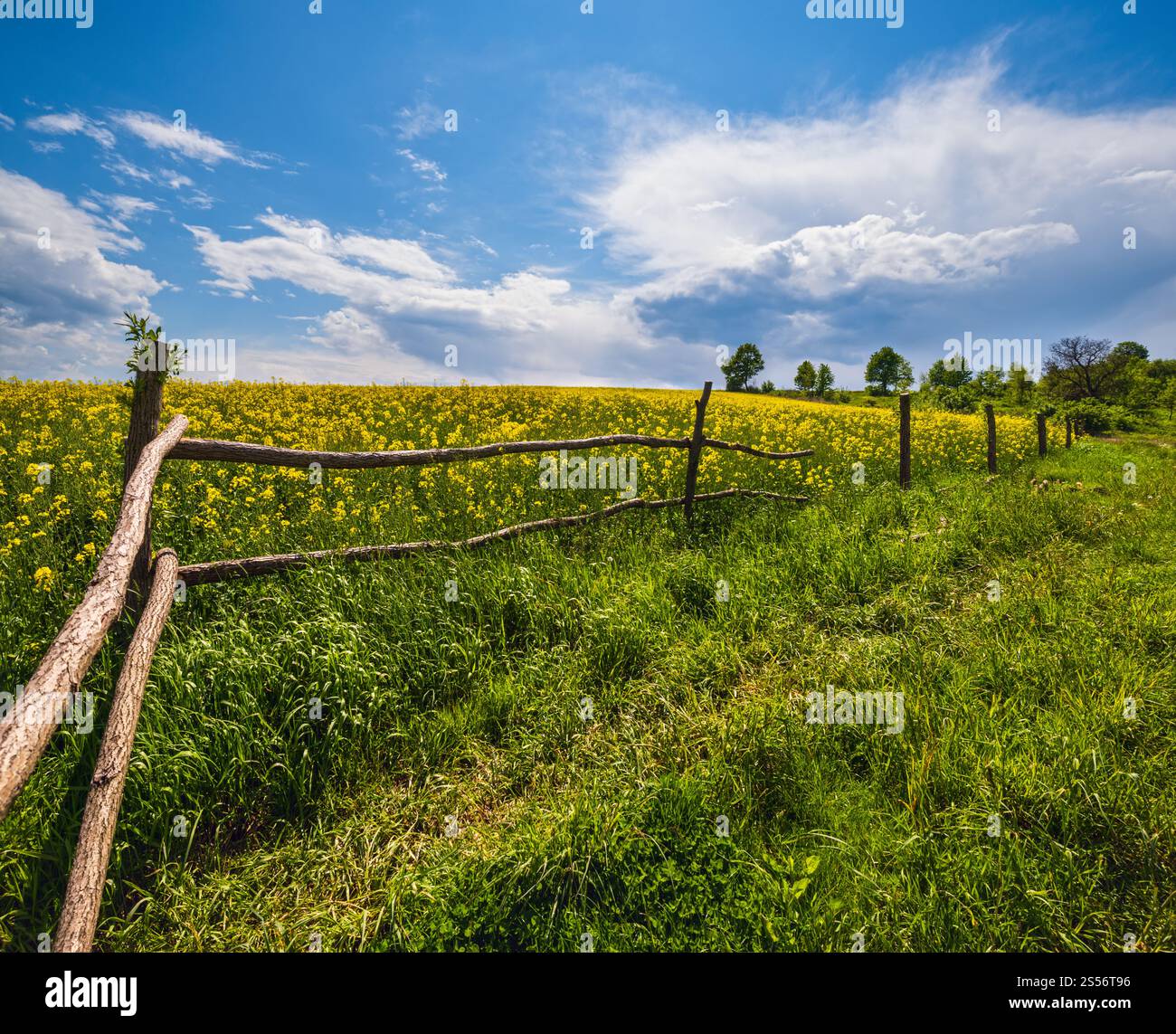 Frühlingsrapssaat gelb blühende Felder, blauer Himmel mit Wolken und Sonnenschein. Natürliche Saison, gutes Wetter, Klima, Öko, Landwirtschaft, auf dem Land Stockfoto