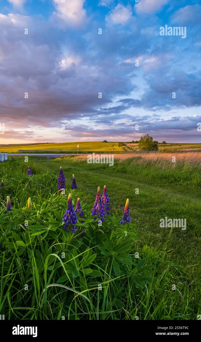 Frühling Sonnenuntergang Landschaft mit wilden Lupinen Blumen in der Nähe Weg, und Wiedererlanken Raps gelb blühenden Feldern in weit. Ukraine, Region Lwiw. Stockfoto