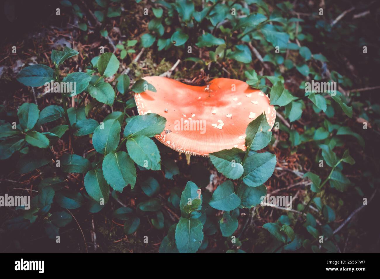 Amanita muscaria. Fliegenpilz aus Agarpilz. Nahansicht. Amanita muscaria. Fliegenpilzpilzhocker Stockfoto