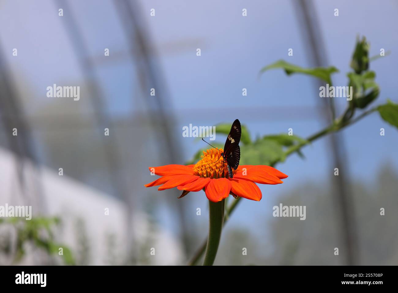 Nahaufnahme schwarzer und gelber Schmetterling mit Flügeln, die auf einer leuchtend orangen Blüte gefaltet sind Stockfoto