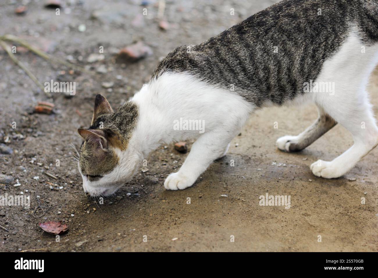 Das ist eine hübsche Hauskatze Stockfoto