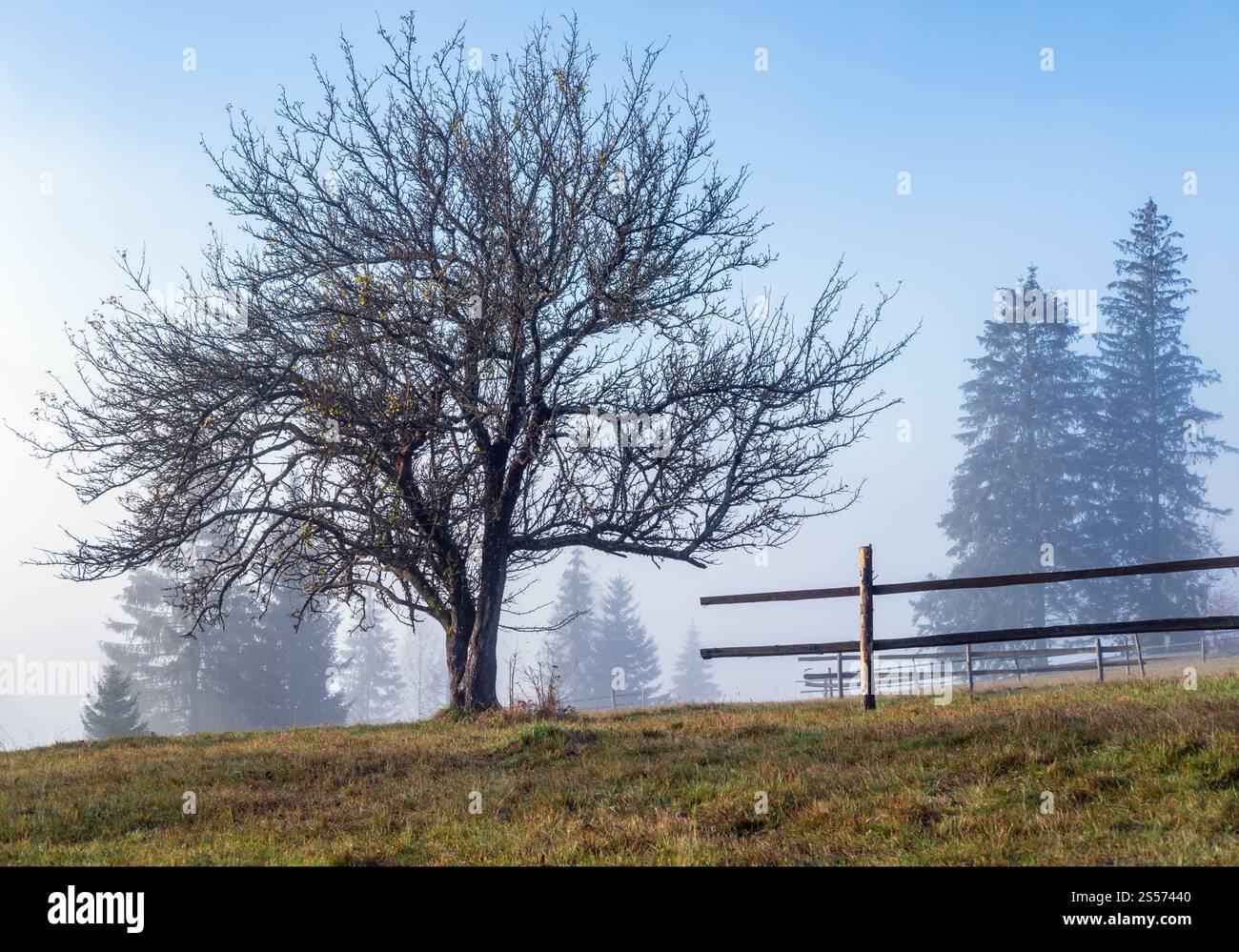 Neblige Herbstlandschaft mit Sonnenaufgang am Berg. Ruhige, malerische Reise, saisonale, Natur- und landschaftliche Beauty-Konzeptszene. Stockfoto