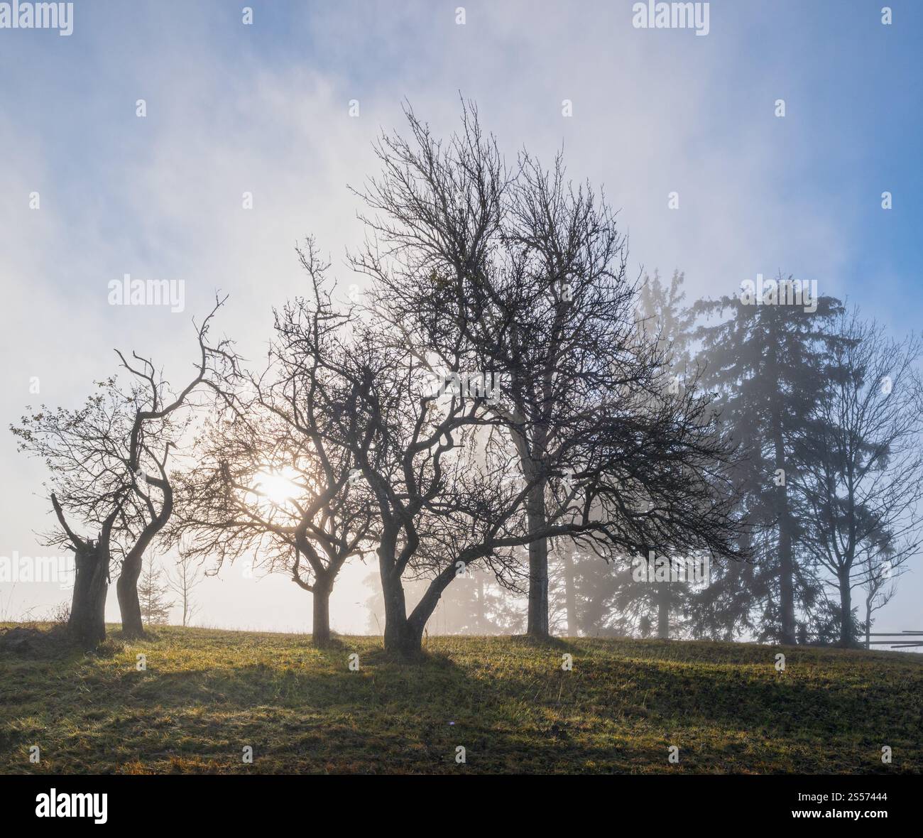 Neblige Herbstlandschaft mit Sonnenaufgang am Berg. Ruhige, malerische Reise, saisonale, Natur- und landschaftliche Beauty-Konzeptszene. Stockfoto