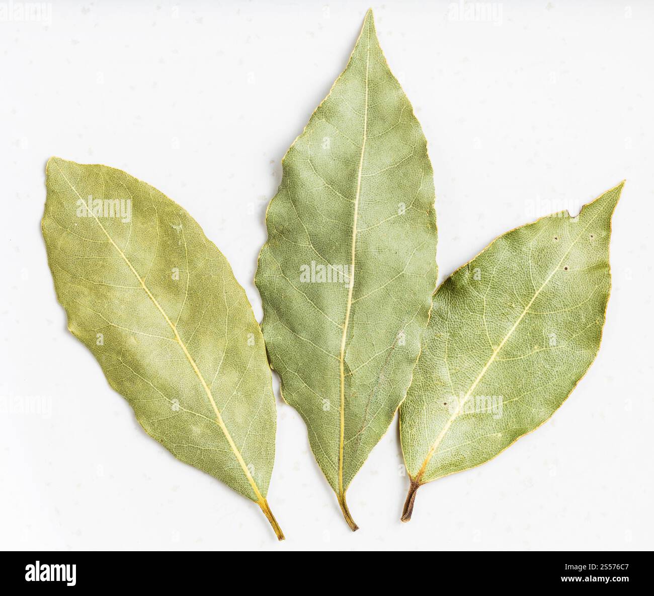 Nur wenige natürliche getrocknete Bay Laurel Blätter schließen sich grau an Keramikplatte Stockfoto