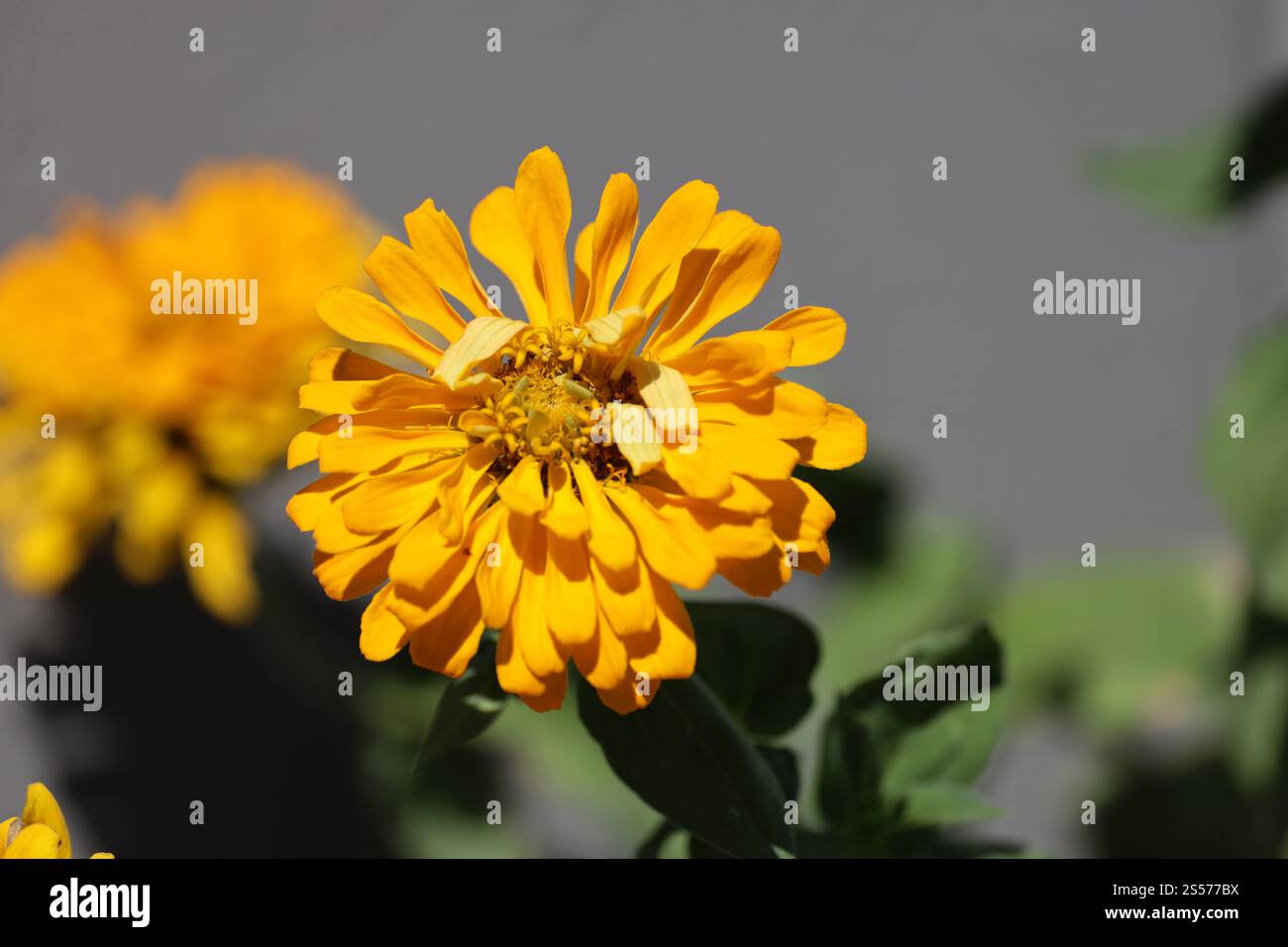 Nahaufnahme einer einzelnen goldenen Blüte bei strahlendem Sonnenschein Stockfoto