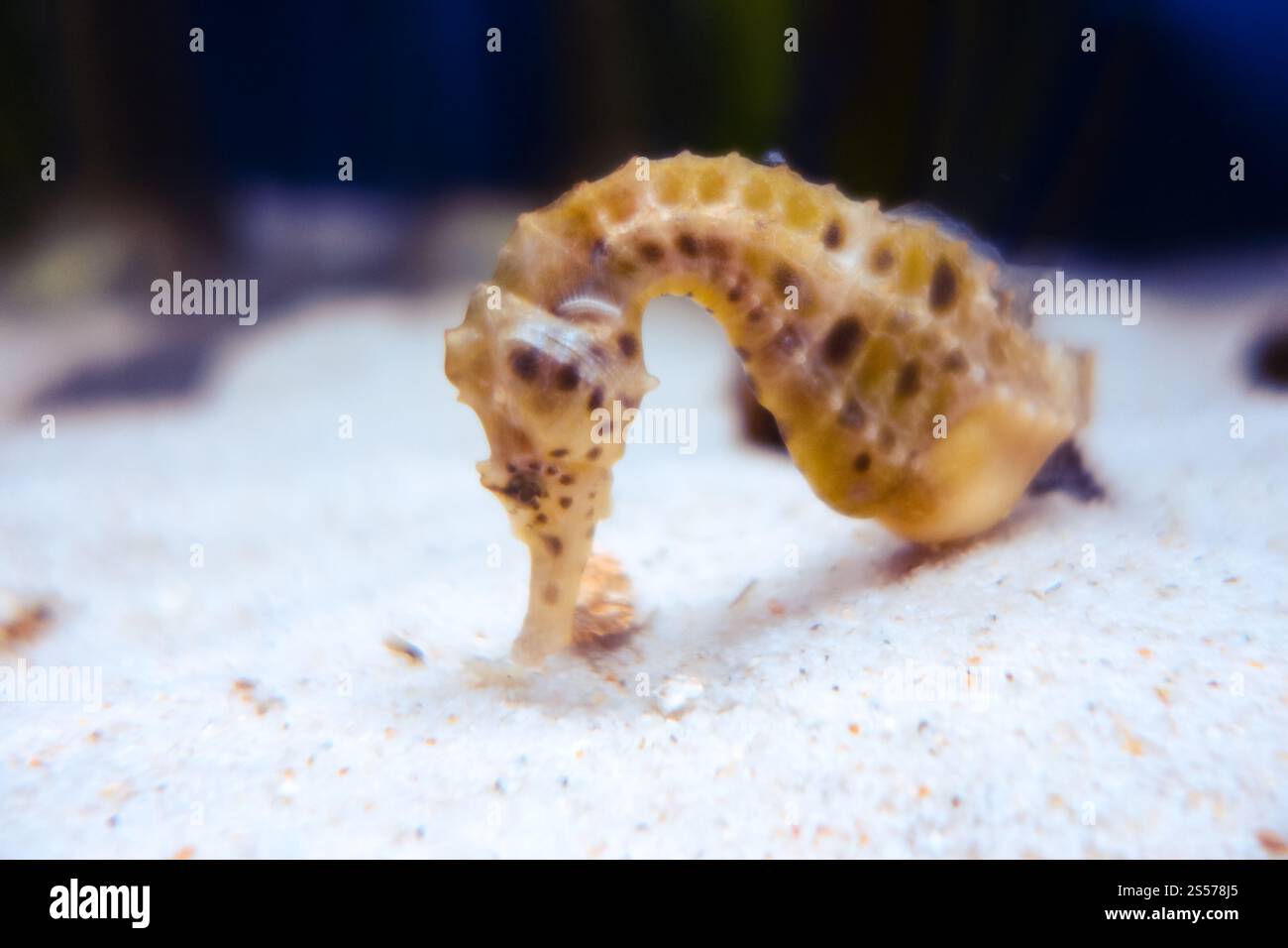 Seepferdchen-Unterwasser-Nahaufnahme. Makrofotografie. Nahansicht des Seepferdes Stockfoto